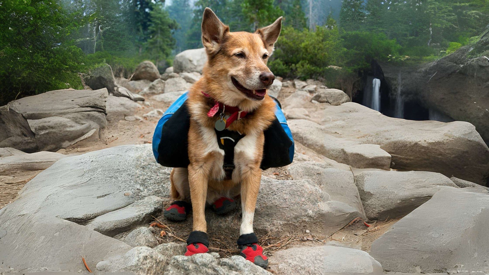 Un chien en randonnée, avec sacoches et chaussons, assis sur un rocher