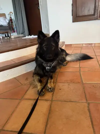 Berger Allemand poil long — client éducation canine Jordan Mathieu