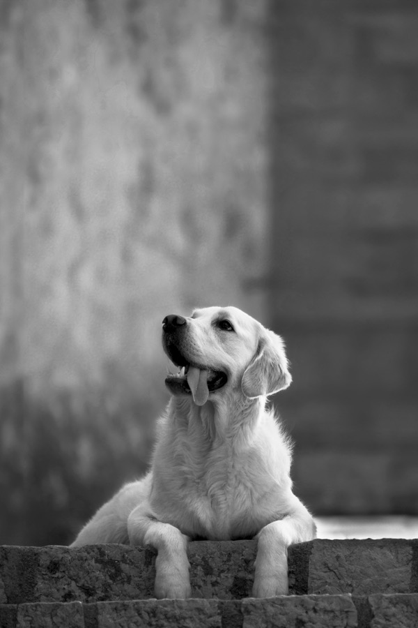 Yuki, Golden Retriever de Jordan Mathieu — compagnon de travail en séance