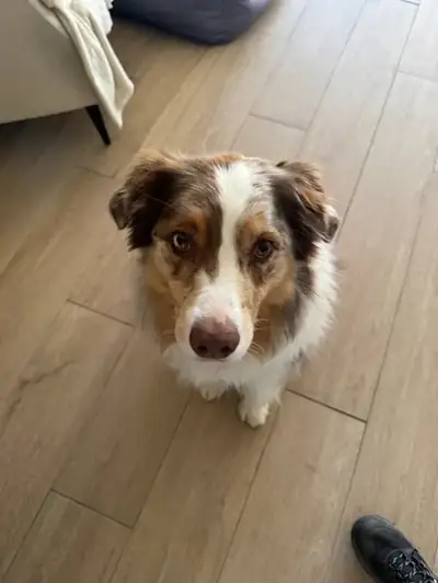 Berger Australien — client éducation canine Jordan Mathieu