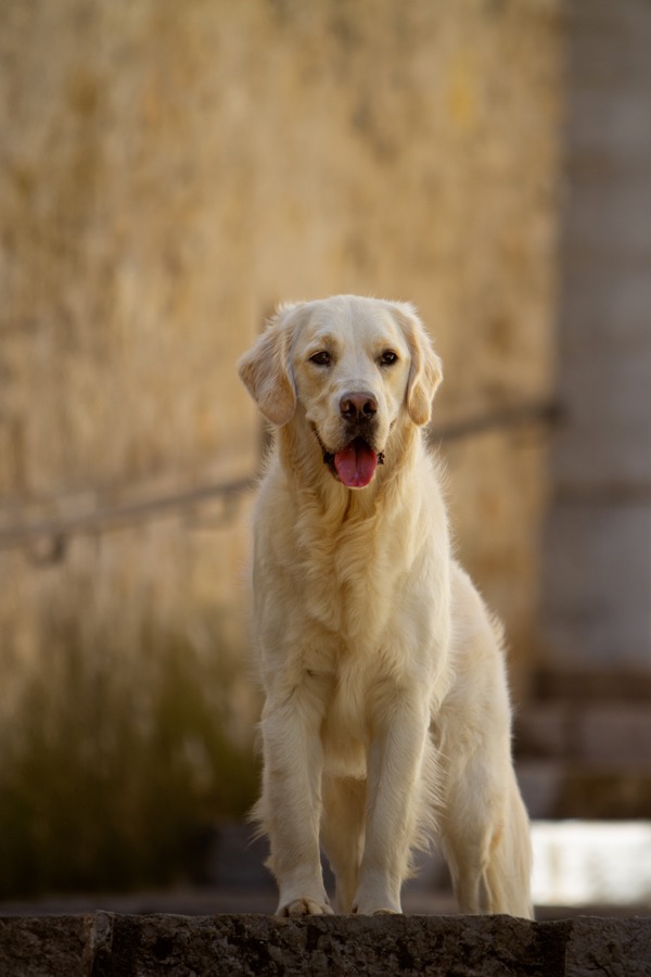 Yuki, Golden Retriever de Jordan Mathieu — compagnon de travail en séance